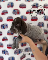 Black Female 4, a female German Shorthaired Pointer for sale in Naples, FL – 2 of 10
