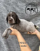 Black Female 4, a female German Shorthaired Pointer for sale in Naples, FL – 9 of 10