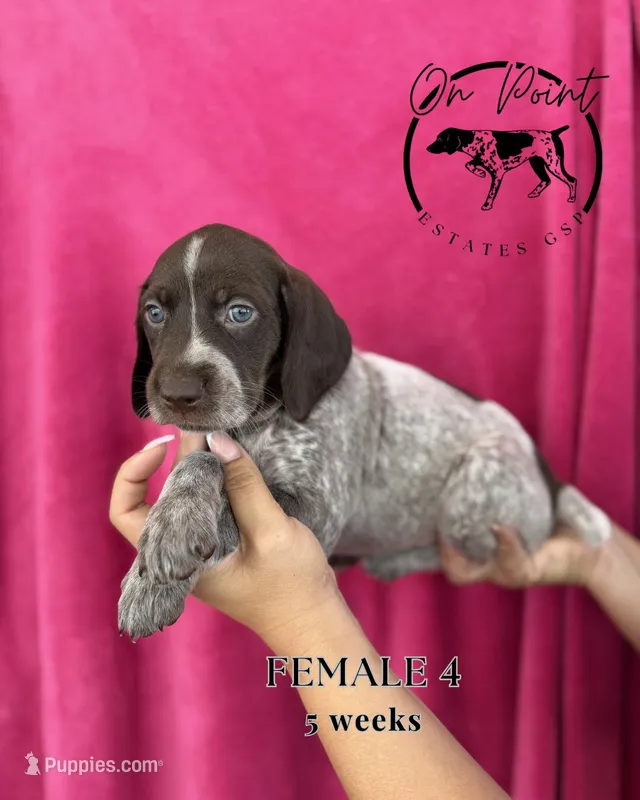 Black Female 4 – German Shorthaired Pointer puppy for sale in Naples, FL