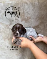 Black Female 4, a female German Shorthaired Pointer for sale in Naples, FL – Photo 1 of 4