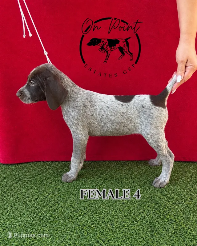 Black Female 4 – German Shorthaired Pointer puppy for sale in Naples, FL