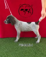 Black Female 4, a female German Shorthaired Pointer for sale in Naples, FL – 1 of 10
