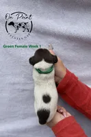 Green Female 6, a female German Shorthaired Pointer for sale in Naples, FL – Photo 3 of 4