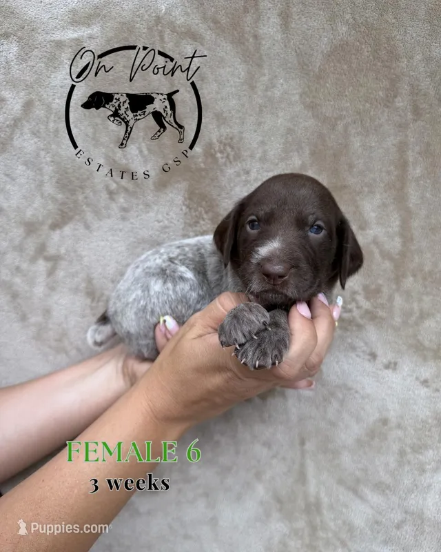 Green Female 6 – German Shorthaired Pointer puppy for sale in Naples, FL