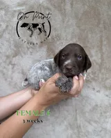 Green Female 6, a female German Shorthaired Pointer for sale in Naples, FL – Photo 1 of 4