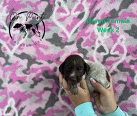 Green Female 6, a female German Shorthaired Pointer for sale in Naples, FL – Photo 4 of 4