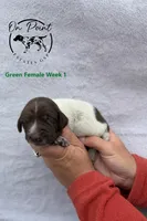 Green Female 6, a female German Shorthaired Pointer for sale in Naples, FL – Photo 2 of 4