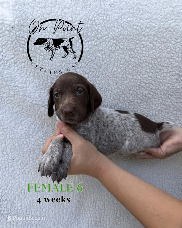 Green Female 6 – German Shorthaired Pointer puppy for sale in Naples, FL