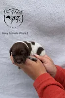Grey Female 5, a female German Shorthaired Pointer for sale in Naples, FL – Photo 2 of 4