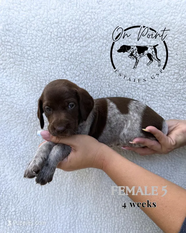 Grey Female 5 – German Shorthaired Pointer puppy for sale in Naples, FL