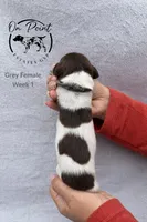 Grey Female 5, a female German Shorthaired Pointer for sale in Naples, FL – Photo 3 of 4