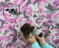 Grey Female 5, a female German Shorthaired Pointer for sale in Naples, FL – Photo 4 of 4