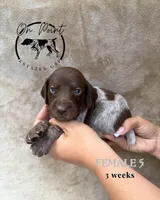 Grey Female 5, a female German Shorthaired Pointer for sale in Naples, FL – Photo 1 of 4