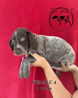 Black Female 4, a female German Shorthaired Pointer for sale in Naples, FL – 10 of 10