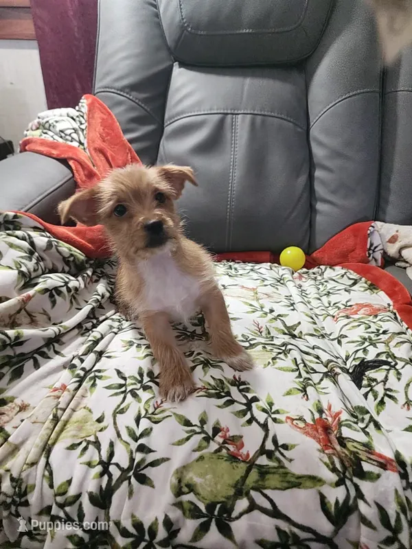 Jacob – Chorkie puppy for sale in Brookville, OH