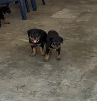 Max, a male Rottweiler for sale in Shreveport, LA – 4 of 4