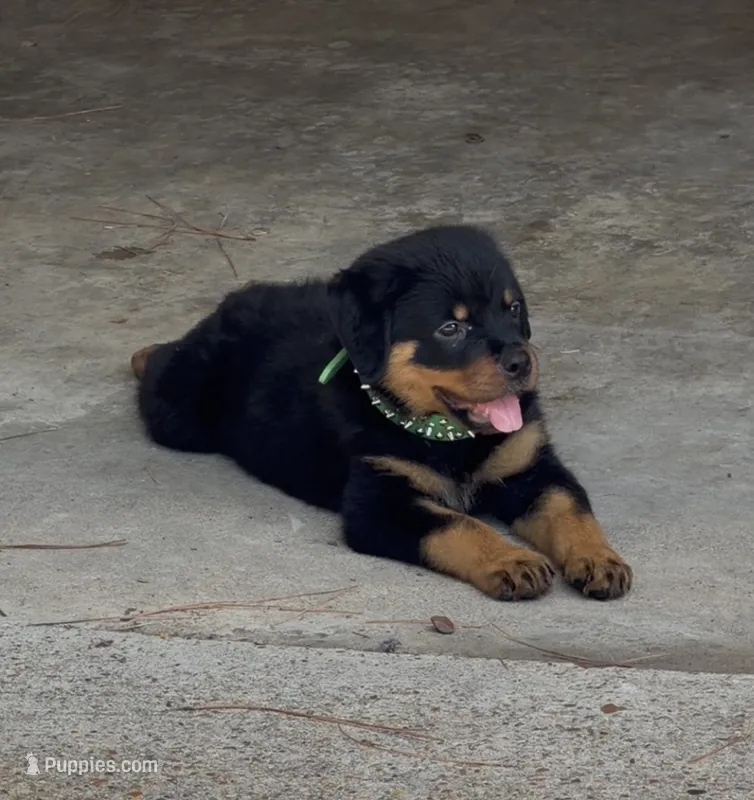 Max – Rottweiler puppy for sale in Shreveport, LA