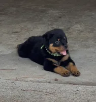 Max, a male Rottweiler for sale in Shreveport, LA – 1 of 4