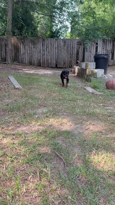 Max, a male Rottweiler for sale in Shreveport, LA – 3 of 4