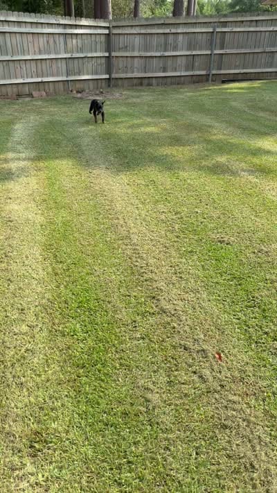 Max, a male Rottweiler for sale in Shreveport, LA – 2 of 4