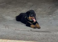 Max, a male Rottweiler for sale in Shreveport, LA – 3 of 4