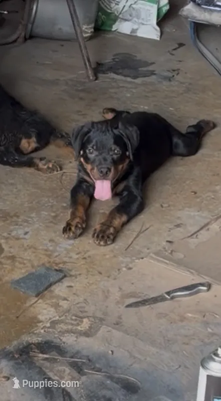 Max – Rottweiler puppy for sale in Shreveport, LA