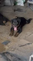 Max, a male Rottweiler for sale in Shreveport, LA – 1 of 4