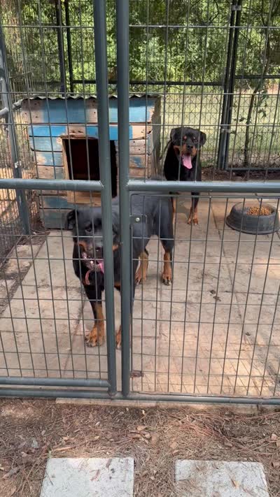 Max, a male Rottweiler for sale in Shreveport, LA – 4 of 4