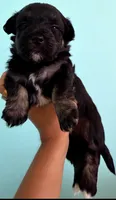 Doug, a male Maltipoo and Bichpoo for sale in Grand Rapids, MI – 8 of 8