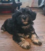 Doug, a male Maltipoo and Bichpoo for sale in Grand Rapids, MI – 3 of 8