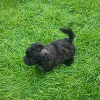 Scooby, a male Maltipoo and Poodle - Miniature  for sale in Grand Rapids, MI – 4 of 5