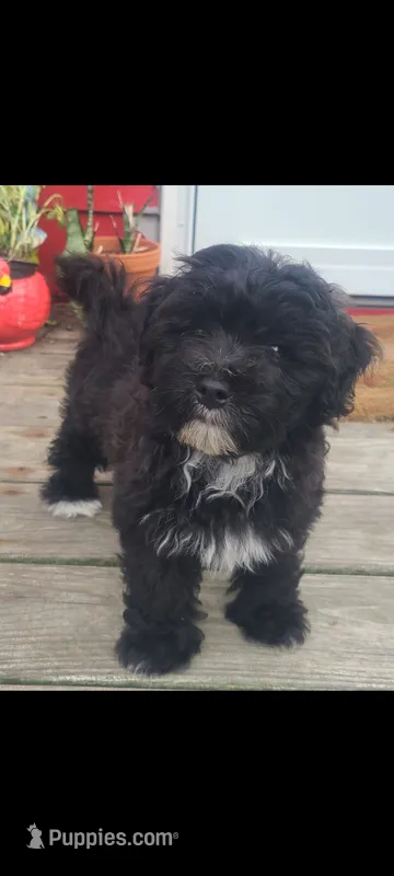 Scooby Jack – Maltipoo puppy for sale in Grand Rapids, MI
