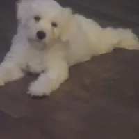 Betty White, a female Maltese and Poodle - Miniature  for sale in Grand Rapids, MI – 4 of 6