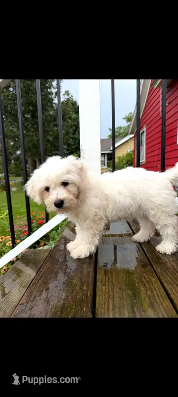 Betty White – Maltipoo puppy for sale in Grand Rapids, MI