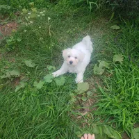 Betty White, a female Maltese and Poodle - Miniature  for sale in Grand Rapids, MI – 2 of 6