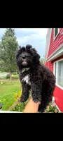Scooby Jack, a male Maltipoo for sale in Grand Rapids, MI – 4 of 5