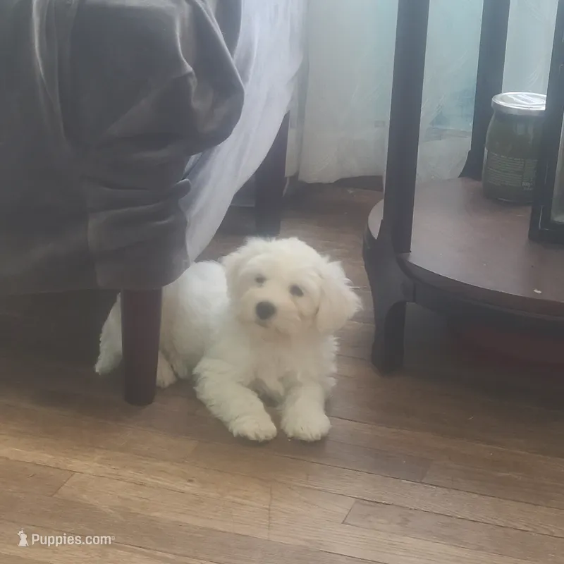 Betty White – Maltipoo puppy for sale in Grand Rapids, MI
