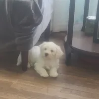 Betty White, a female Maltese and Poodle - Miniature  for sale in Grand Rapids, MI – 3 of 6