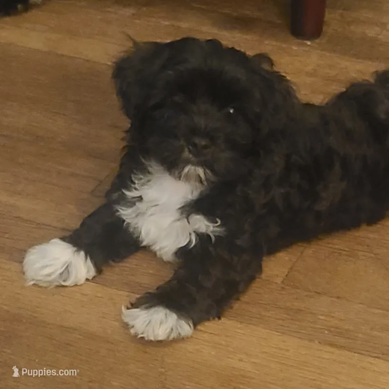 Nugget – Maltipoo puppy for sale in Grand Rapids, MI