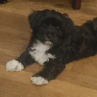 Nugget, a male Maltipoo for sale in Grand Rapids, MI – 1 of 3