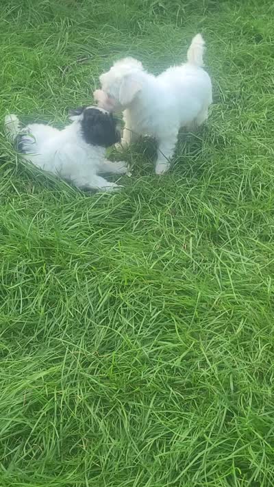 Betty White, a female Maltipoo for sale in Grand Rapids, MI – 5 of 5