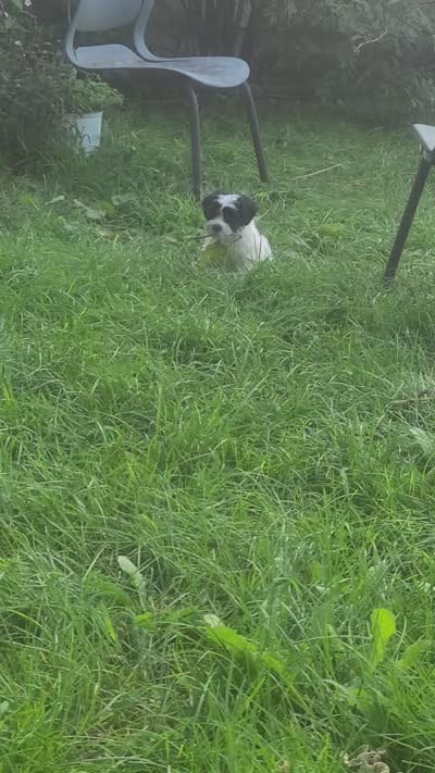 Betty White, a female Maltese and Poodle - Miniature  for sale in Grand Rapids, MI – 6 of 6