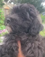 Scooby Jack, a male Maltipoo for sale in Grand Rapids, MI – 5 of 5