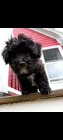 Scooby Jack, a male Maltipoo for sale in Grand Rapids, MI – 3 of 5