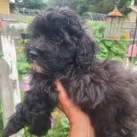 Scooby, a male Maltipoo and Poodle - Miniature  for sale in Grand Rapids, MI – 2 of 5