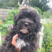 Scooby, a male Maltipoo and Poodle - Miniature  for sale in Grand Rapids, MI – 3 of 5