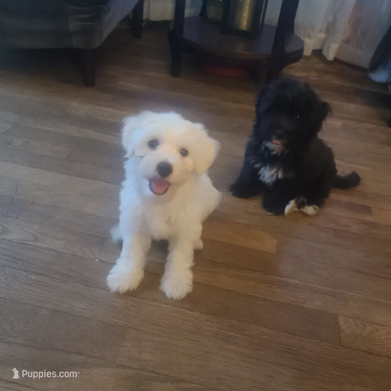 Betty White – Maltese, Poodle - Miniature  puppy for sale in Grand Rapids, MI