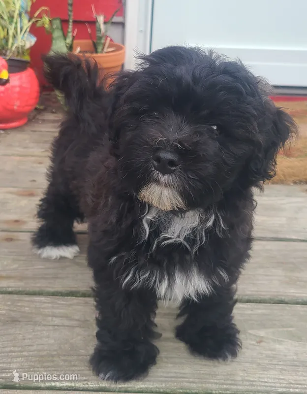 Scooby – Maltipoo, Bichpoo puppy for sale in Grand Rapids, MI