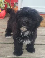 Scooby, a male Maltipoo and Poodle - Miniature  for sale in Grand Rapids, MI – 1 of 5