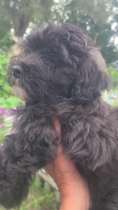 Scooby, a male Maltipoo and Poodle - Miniature  for sale in Grand Rapids, MI – 5 of 5